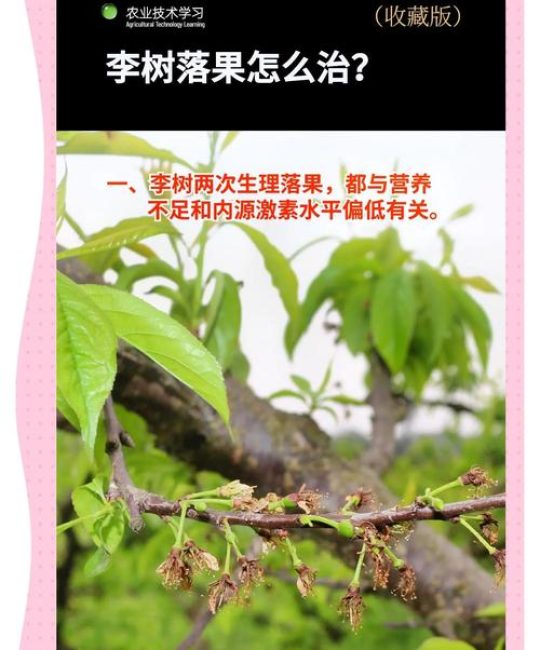 李子树为什么开花不结果？六大核心原因与解决方案详解