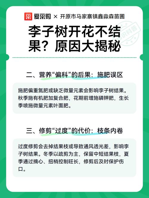 李子树为什么开花不结果?六大核心原因与解决方案详解 促花保果养护步骤(按时间顺序)