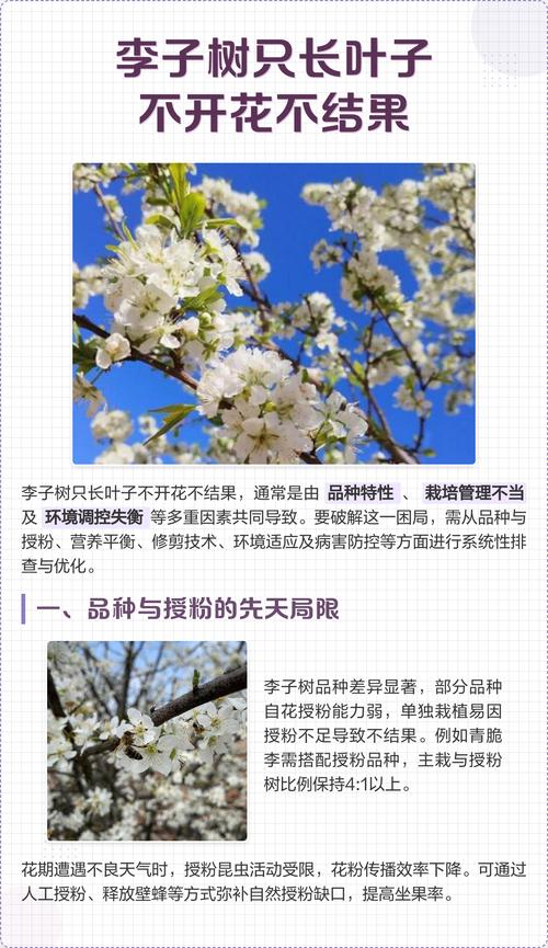 李子树为什么开花不结果?六大核心原因与解决方案详解 影响李子树结果的关键因素(含具体参数)
