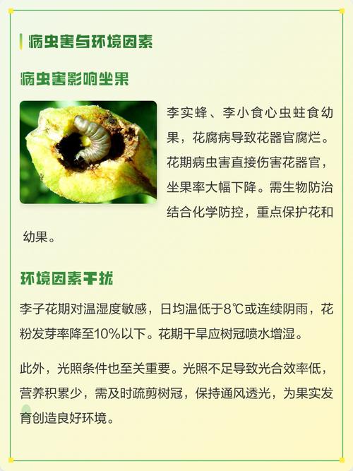 李子树为什么开花不结果?六大核心原因与解决方案详解 常见问题(FAQ)