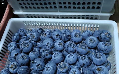 什么品种的蓝莓最好？2026年家庭种植首选“奥尼尔”、“莱格西”与“薄雾”对比分析