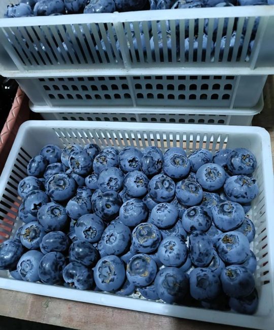 什么品种的蓝莓最好？2026年家庭种植首选“奥尼尔”、“莱格西”与“薄雾”对比分析
