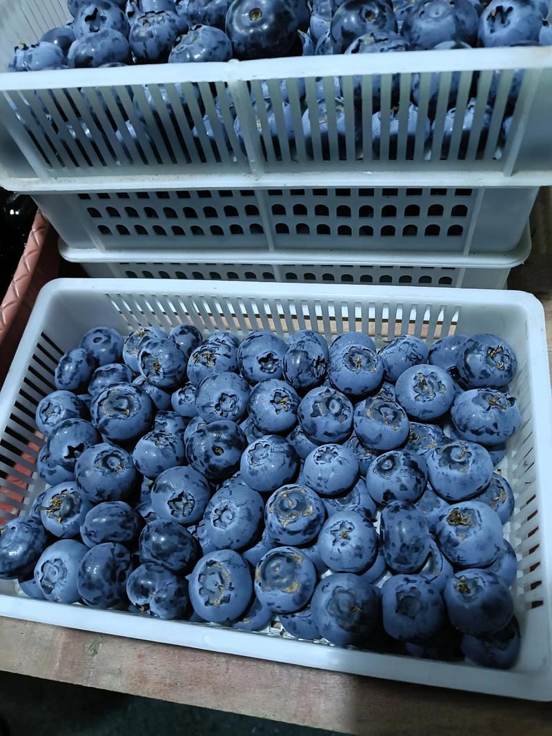 什么品种的蓝莓最好?2026年家庭种植首选“奥尼尔”、“莱格西”与“薄雾”对比分析 什么品种的蓝莓最好?2026年家庭种植首选“奥尼尔”、“莱格西”与“薄雾”对比分析