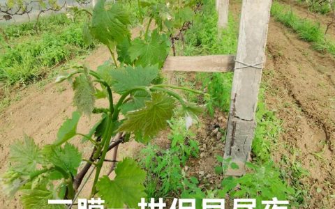 怎么识别阳光玫瑰葡萄苗：从叶片、枝条到嫁接口的完整鉴别指南