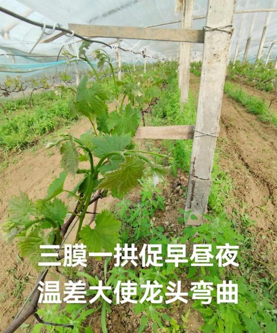 怎么识别阳光玫瑰葡萄苗：从叶片、枝条到嫁接口的完整鉴别指南