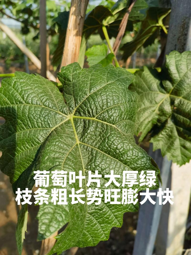 怎么识别阳光玫瑰葡萄苗:从叶片、枝条到嫁接口的完整鉴别指南 修剪与施肥要点