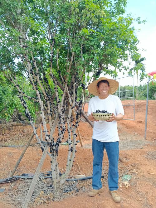 树葡萄果树一棵多少钱?2026年最新价格参考与选购指南 规格影响:苗龄越大,价格越高