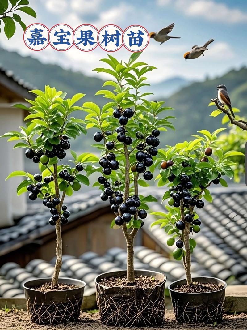 树葡萄果树一棵多少钱?2026年最新价格参考与选购指南 价格对比与选购建议表