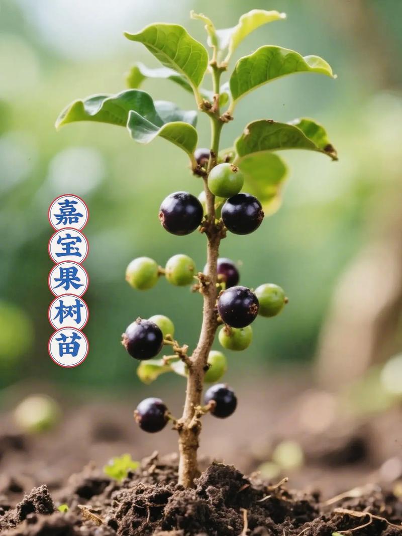 树葡萄果树一棵多少钱?2026年最新价格参考与选购指南 咨询指南