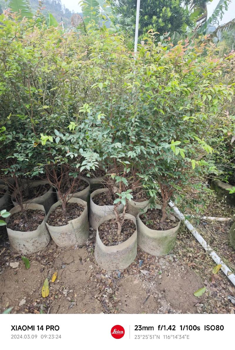 树葡萄果树一棵多少钱?2026年最新价格参考与选购指南 常见问题 (FAQ)