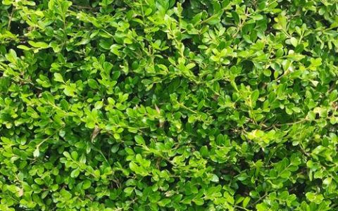 常见路边绿化植物选型、规格与施工养护全指南