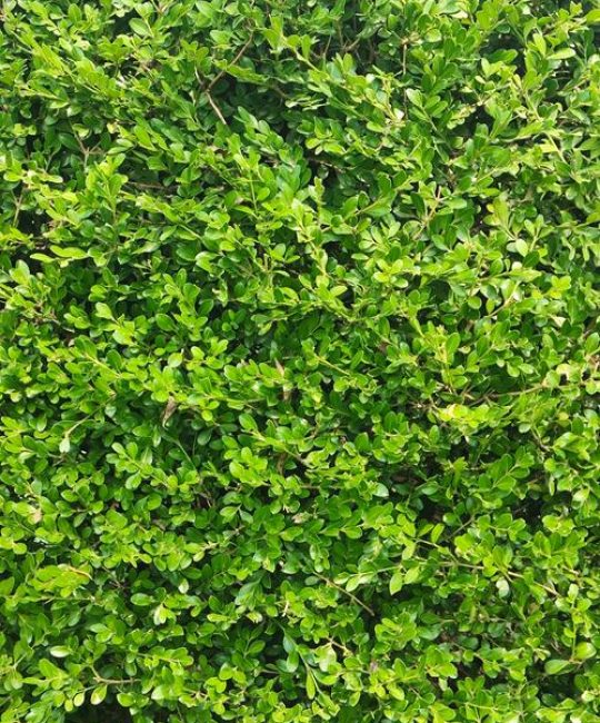 常见路边绿化植物选型、规格与施工养护全指南