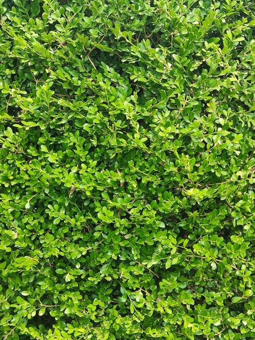 常见路边绿化植物选型、规格与施工养护全指南 常见路边绿化植物选型、规格与施工养护全指南