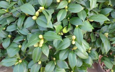 茶花是什么科属植物？山茶科山茶属的全面解读与养护指南