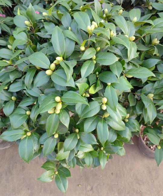 茶花是什么科属植物？山茶科山茶属的全面解读与养护指南