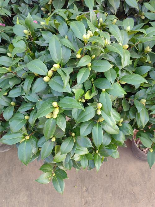 茶花是什么科属植物?山茶科山茶属的全面解读与养护指南 茶花是什么科属植物?山茶科山茶属的全面解读与养护指南