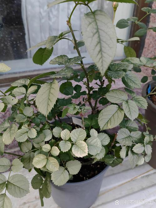 月季花叶子发灰发白是怎么回事?四大原因对症解决,叶片恢复油绿 月季花叶子发灰发白是怎么回事?四大原因对症解决,叶片恢复油绿