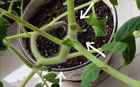 西红柿秧苗需要掐尖吗？掌握核心技巧，丰收不是难题