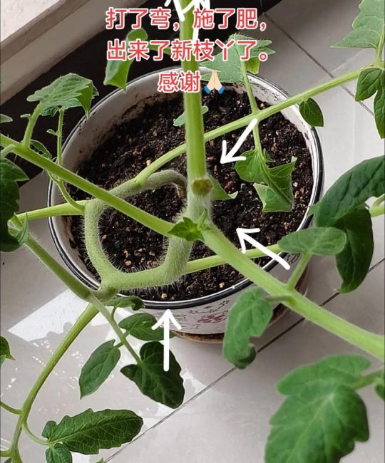 西红柿秧苗需要掐尖吗？掌握核心技巧，丰收不是难题