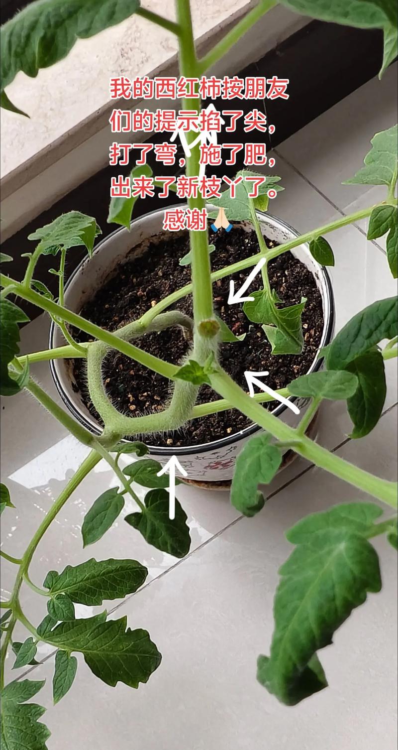 西红柿秧苗需要掐尖吗？掌握核心技巧，丰收不是难题