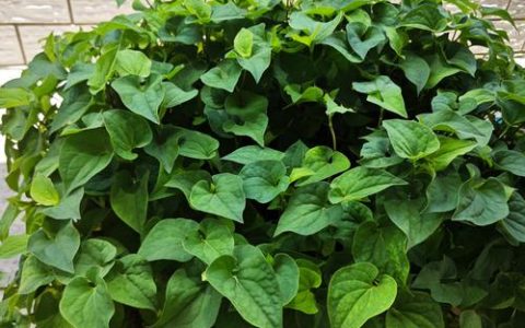 鱼腥草园艺种植全攻略：鱼腥草可以配头孢噻呋钠吗？