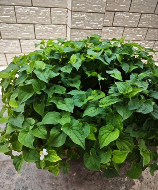 鱼腥草园艺种植全攻略：鱼腥草可以配头孢噻呋钠吗？