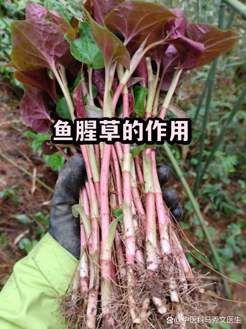 二、繁殖与种植方法