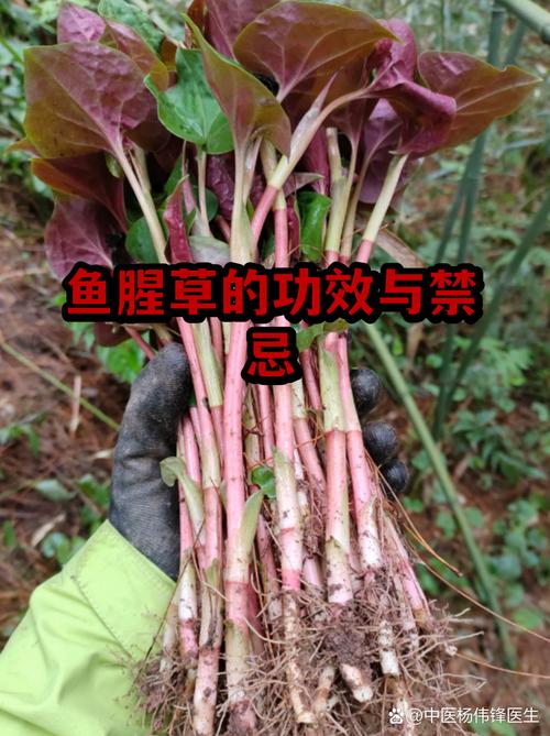 五、鱼腥草能搭配头孢噻呋钠吗？