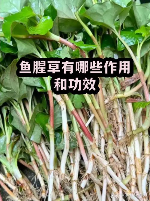 三、日常养护要点