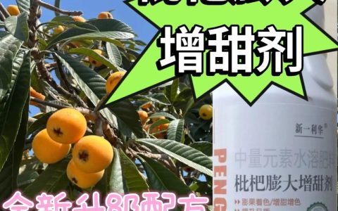 枇杷增甜用什么肥料？2026年高甜度种植与施肥全攻略