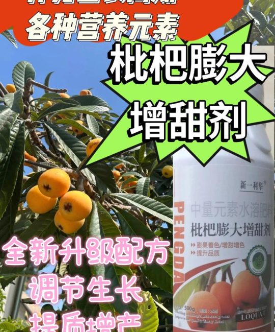 枇杷增甜用什么肥料？2026年高甜度种植与施肥全攻略