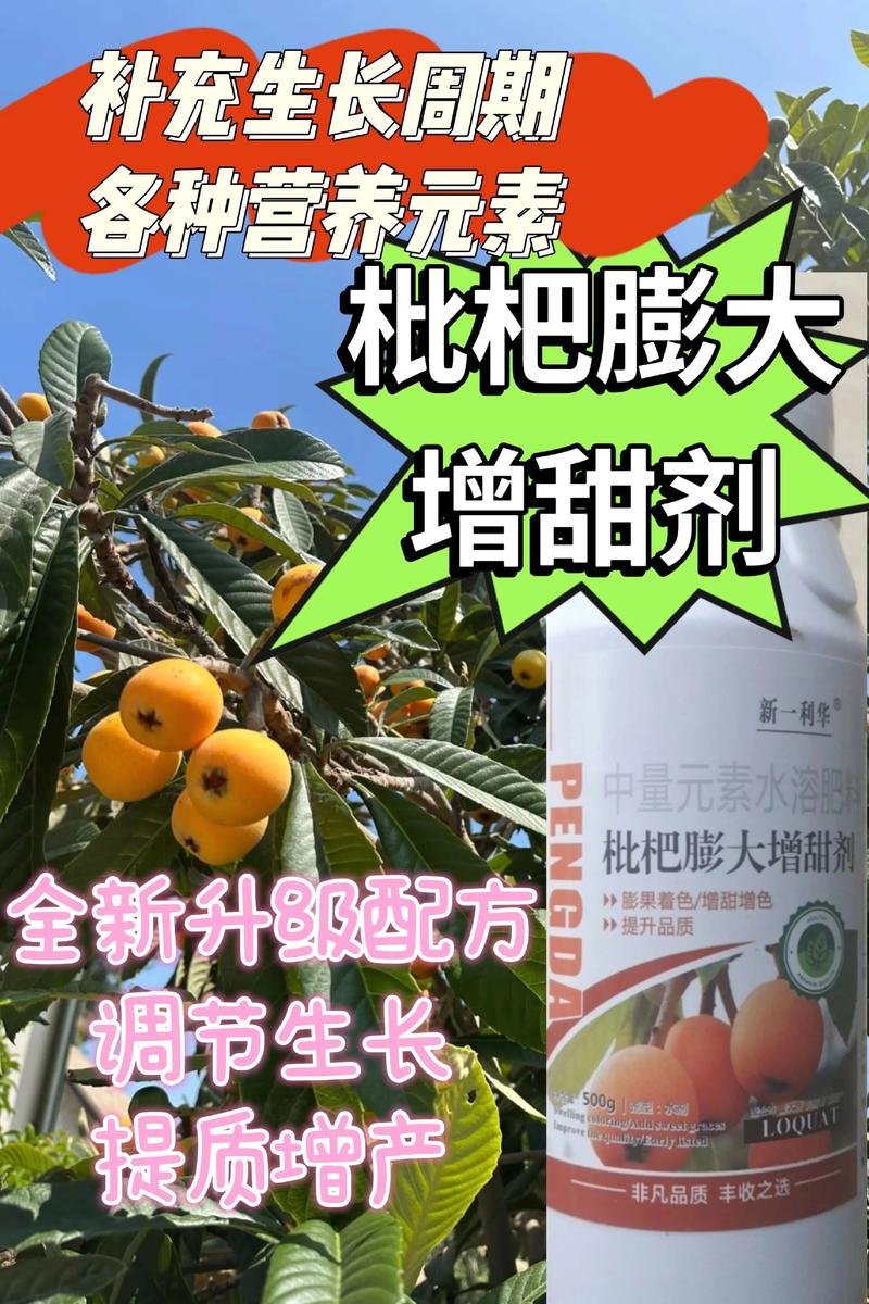 枇杷增甜用什么肥料?2026年高甜度种植与施肥全攻略 枇杷增甜用什么肥料?2026年高甜度种植与施肥全攻略