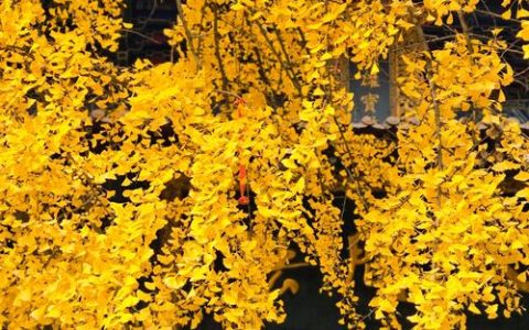 银杏树对着大门正中好吗？庭院种植位置与规格深度解析