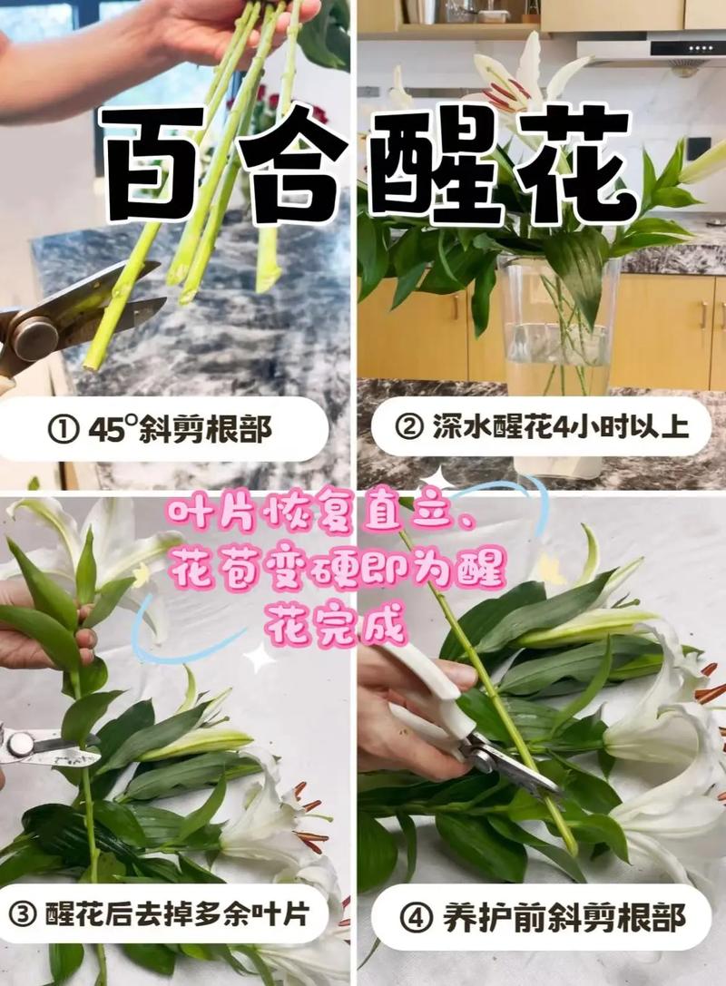 光照：避免强光直射，但也不可完全黑暗