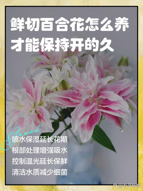 瓶插管理：摘除花蕊、定期清洗，细节决定成败