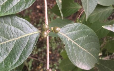 金银忍冬是金银花吗？两者区别与庭院种植指南