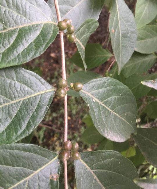 金银忍冬是金银花吗？两者区别与庭院种植指南