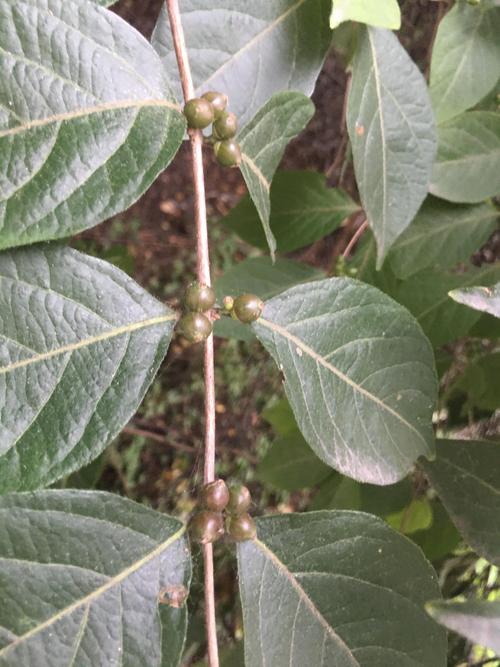 金银忍冬是金银花吗?两者区别与庭院种植指南 金银忍冬是金银花吗?两者区别与庭院种植指南