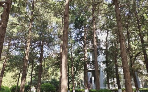 乔木大树移栽与养护全攻略（树形·遮荫·行道树·庭院）