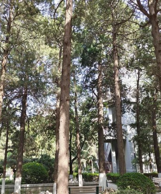 乔木大树移栽与养护全攻略（树形·遮荫·行道树·庭院）