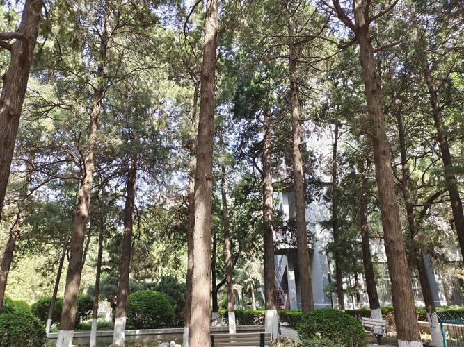 乔木大树移栽与养护全攻略(树形·遮荫·行道树·庭院) 乔木大树移栽与养护全攻略(树形·遮荫·行道树·庭院)