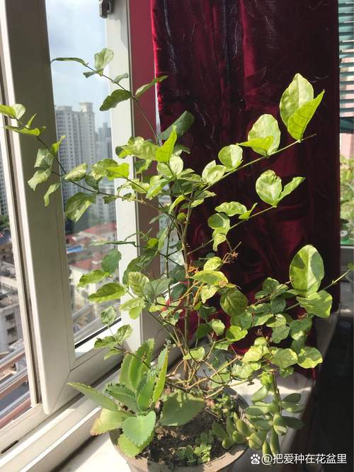 荔枝树怎么养?家庭养护六步指南,从浇水到越冬全解析 施肥:薄肥勤施,生长期以氮肥为主,花果期增施磷钾肥
