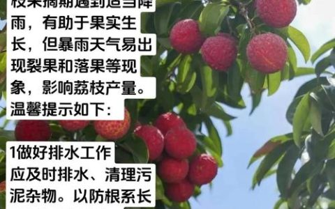 荔枝树怎么养？家庭养护六步指南，从浇水到越冬全解析