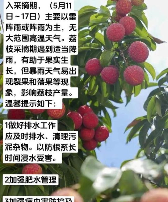 荔枝树怎么养？家庭养护六步指南，从浇水到越冬全解析