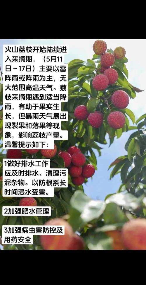 荔枝树怎么养?家庭养护六步指南,从浇水到越冬全解析 浇水:干透浇透,是荔枝树盆栽最安全的浇水基调