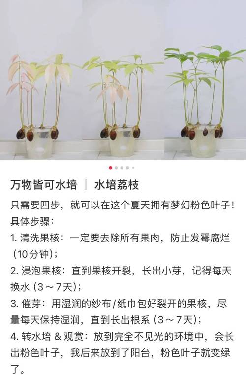 荔枝树怎么养?家庭养护六步指南,从浇水到越冬全解析 越冬越夏:南树北养,冬季防寒是活树的关键门槛