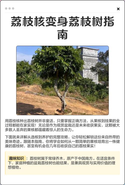荔枝树怎么养?家庭养护六步指南,从浇水到越冬全解析 光照:充足直射光是荔枝树开花结果的硬指标