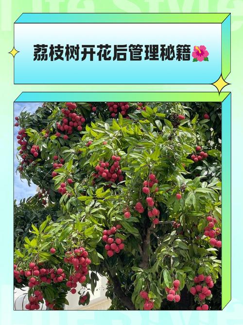 荔枝树怎么养?家庭养护六步指南,从浇水到越冬全解析 换盆/田间管理:小苗每年换盆,成年树每2-3年换土一次