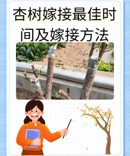 杏树嫁接最佳时间与操作方法详解