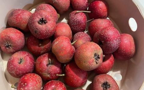 什么品种的山楂最好吃？4大主流品种对比与选购指南